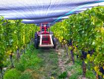 Doctors Flat Vineyard 10