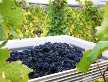 Doctors Flat Vineyard 5