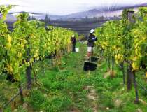 Doctors Flat Vineyard 6