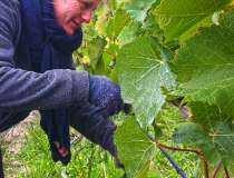 Doctors Flat Vineyard 8
