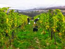 Doctors Flat Vineyard 9