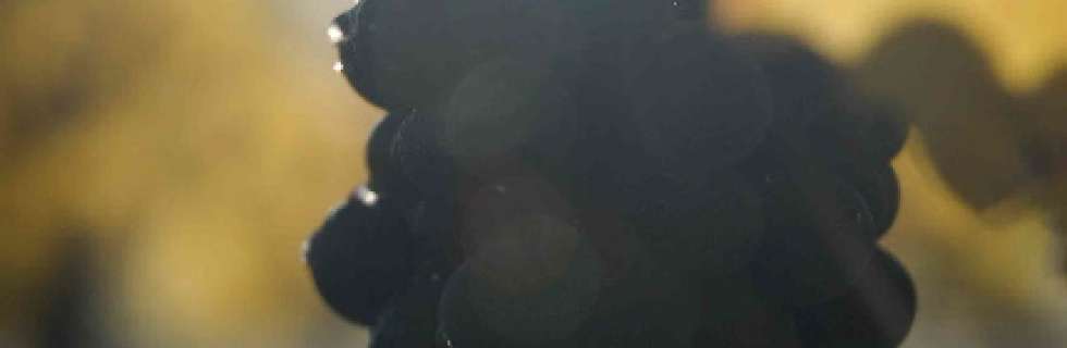 DSC0093